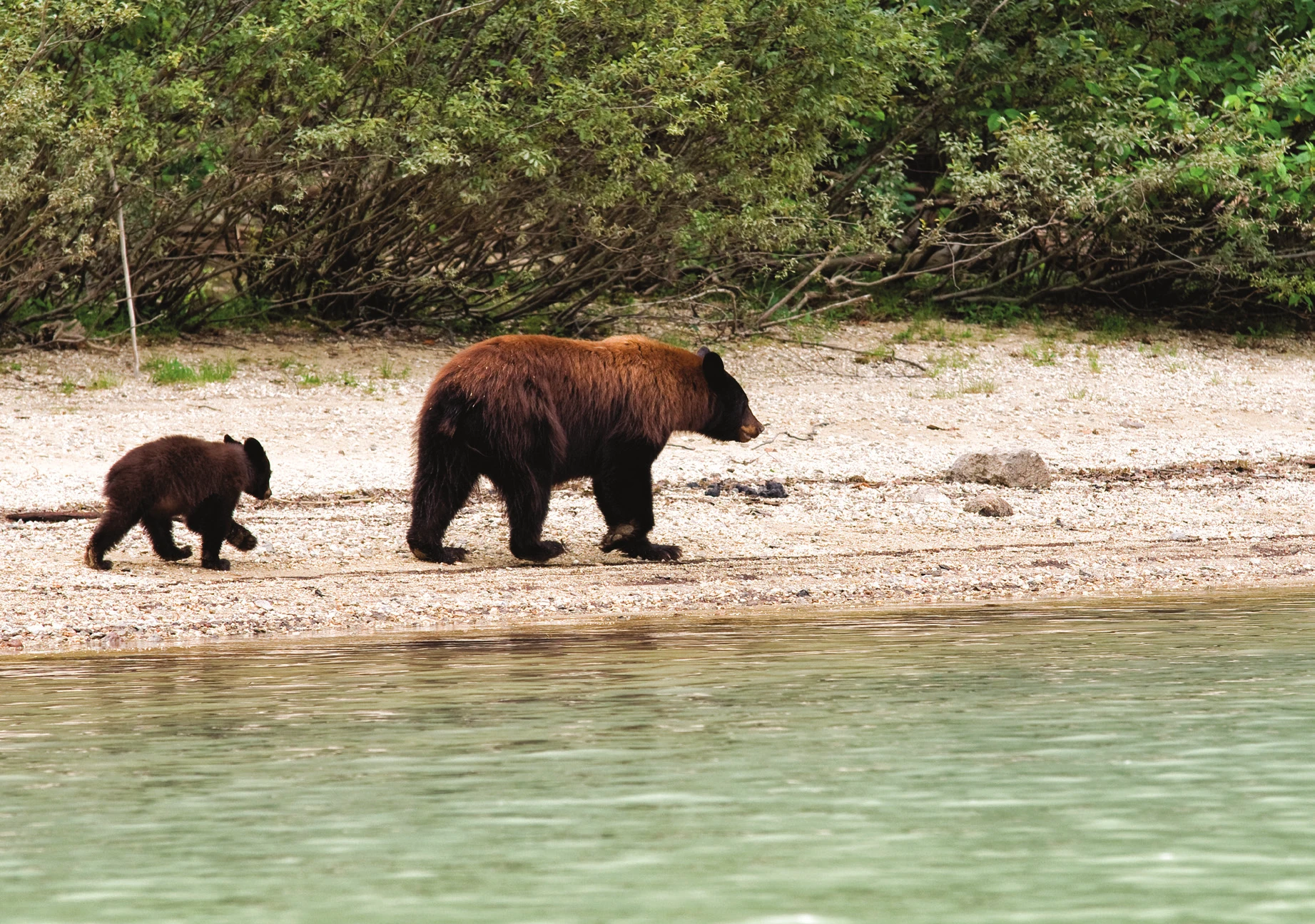 A black bear and cub walking along a lakeshore beach