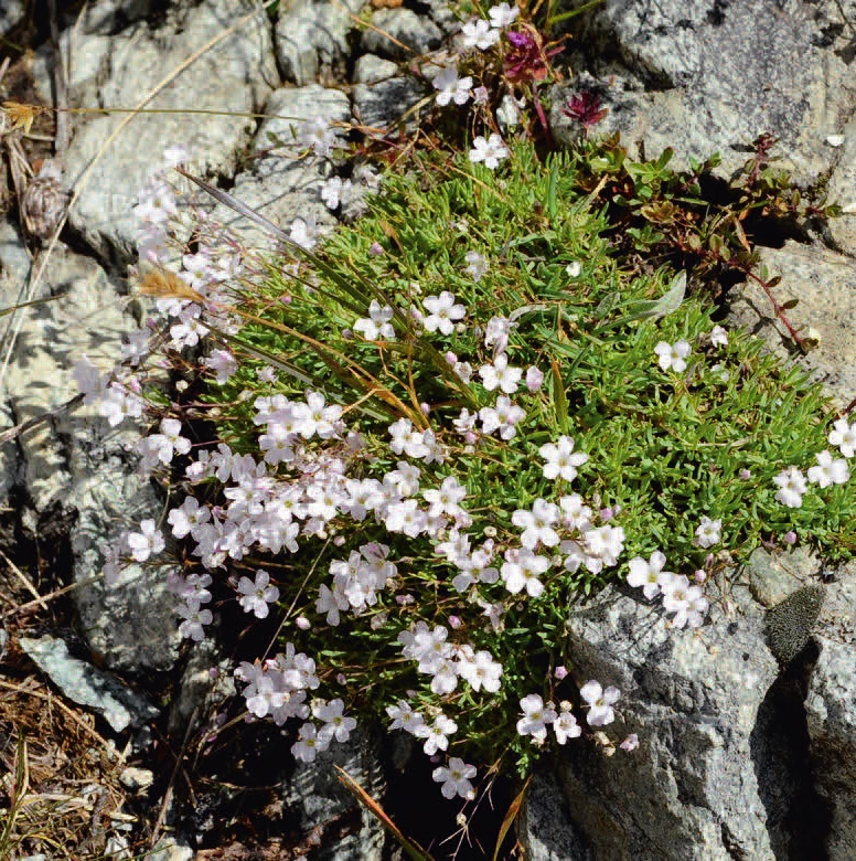 Une plante alpine en coussinet, pâle et en fleur, parmi les rochers