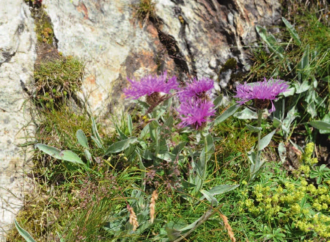 Une plante alpine à fleurs magenta poussant dans un éboulis
