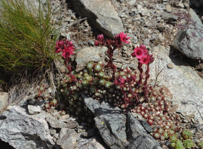 Un bouquet de fleurs alpines rose foncé