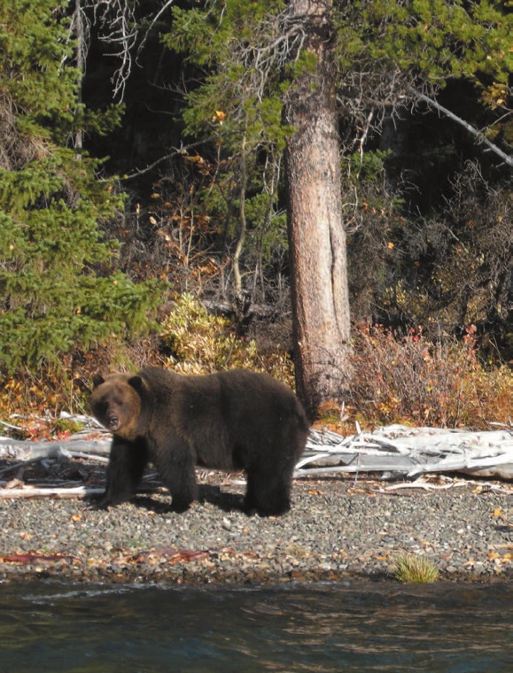 Un grizzli sur une rive de gravier à la lisière de la forêt